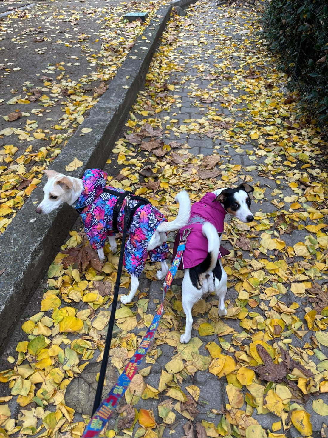 Köpekler İçin Kış İpuçları: Bakım, Beslenme ve FEBO’nun Doğal Atıştırmalıkları