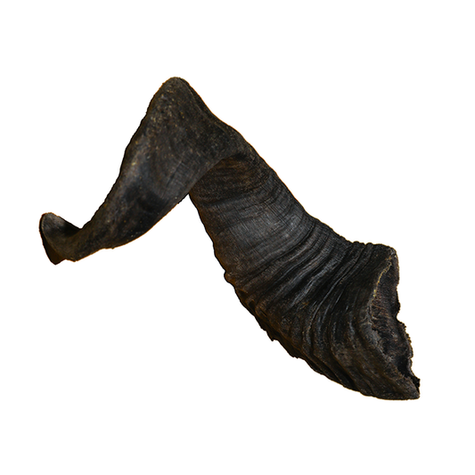 Kurutulmuş Kuzu Boynuz Adet